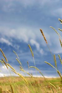 Preview wallpaper ears, field, autumn, cloudy