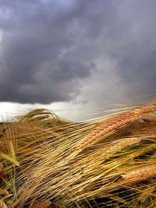 Preview wallpaper ears, field, clouds, agriculture