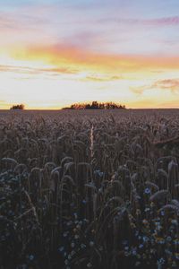 Preview wallpaper ears, field, flowers, sky, sunset