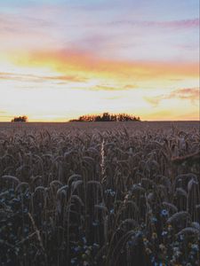 Preview wallpaper ears, field, flowers, sky, sunset