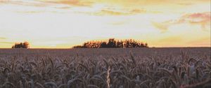 Preview wallpaper ears, field, flowers, sky, sunset