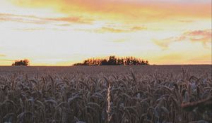 Preview wallpaper ears, field, flowers, sky, sunset