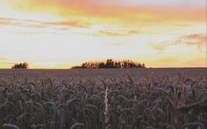 Preview wallpaper ears, field, flowers, sky, sunset