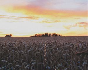 Preview wallpaper ears, field, flowers, sky, sunset