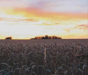 Preview wallpaper ears, field, flowers, sky, sunset