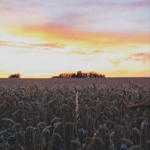 Preview wallpaper ears, field, flowers, sky, sunset