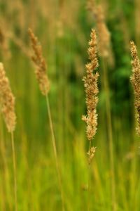 Preview wallpaper ears, field, gold, greens