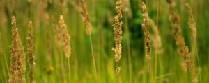 Preview wallpaper ears, field, gold, greens