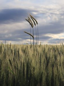Preview wallpaper ears, field, grass, horizon