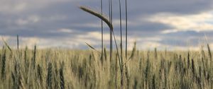 Preview wallpaper ears, field, grass, horizon