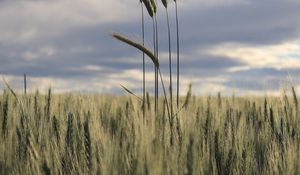 Preview wallpaper ears, field, grass, horizon