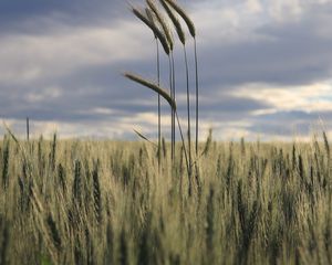 Preview wallpaper ears, field, grass, horizon