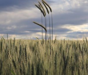 Preview wallpaper ears, field, grass, horizon