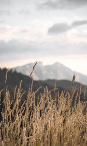 Preview wallpaper ears, field, grass, mountains, nature