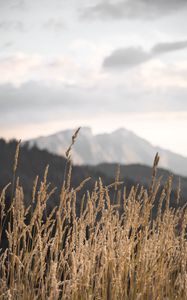 Preview wallpaper ears, field, grass, mountains, nature