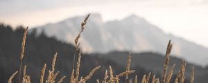 Preview wallpaper ears, field, grass, mountains, nature