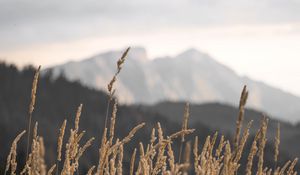 Preview wallpaper ears, field, grass, mountains, nature