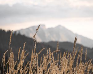 Preview wallpaper ears, field, grass, mountains, nature