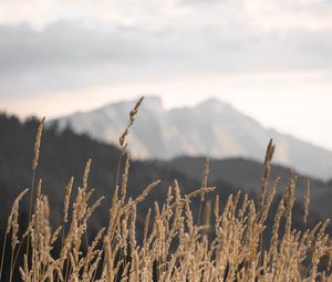 Preview wallpaper ears, field, grass, mountains, nature