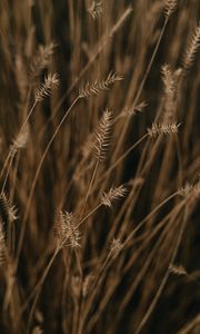 Preview wallpaper ears, field, macro, plant