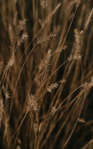 Preview wallpaper ears, field, macro, plant