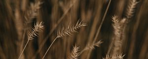 Preview wallpaper ears, field, macro, plant