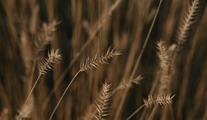 Preview wallpaper ears, field, macro, plant