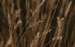 Preview wallpaper ears, field, macro, plant