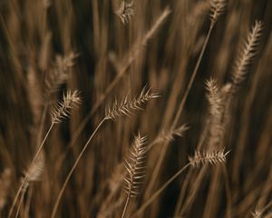 Preview wallpaper ears, field, macro, plant