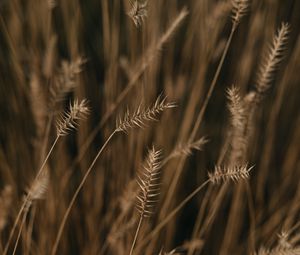 Preview wallpaper ears, field, macro, plant