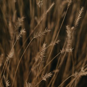 Preview wallpaper ears, field, macro, plant