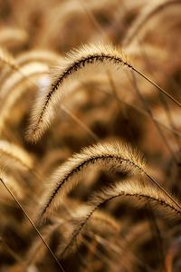 Preview wallpaper ears, field, meadow, grass, dry