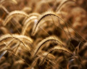 Preview wallpaper ears, field, meadow, grass, dry