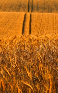 Preview wallpaper ears, field, road, distance