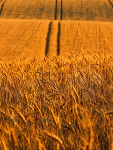 Preview wallpaper ears, field, road, distance