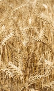 Preview wallpaper ears, field, wheat, nature