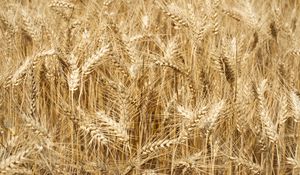 Preview wallpaper ears, field, wheat, nature