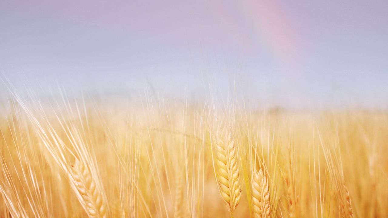 Wallpaper ears, field, wheat, gold, sky, rainbow