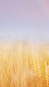 Preview wallpaper ears, field, wheat, gold, sky, rainbow