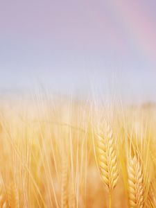 Preview wallpaper ears, field, wheat, gold, sky, rainbow