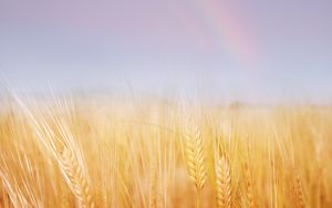 Preview wallpaper ears, field, wheat, gold, sky, rainbow