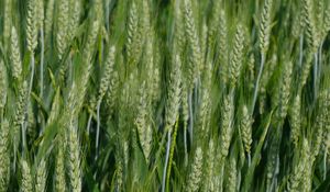 Preview wallpaper ears, field, wheat, nature, green