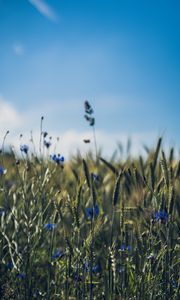 Preview wallpaper ears, flowers, wildflowers, field