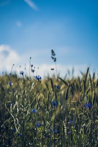 Preview wallpaper ears, flowers, wildflowers, field