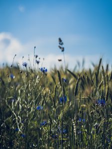 Preview wallpaper ears, flowers, wildflowers, field