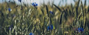 Preview wallpaper ears, flowers, wildflowers, field