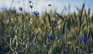 Preview wallpaper ears, flowers, wildflowers, field