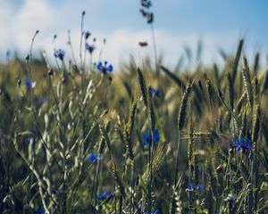 Preview wallpaper ears, flowers, wildflowers, field