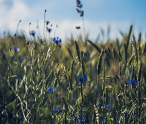 Preview wallpaper ears, flowers, wildflowers, field