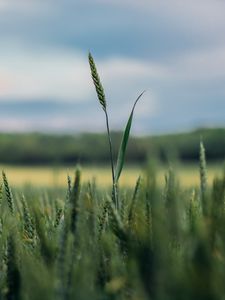 Preview wallpaper ears, grass, blur